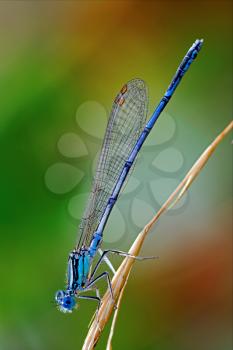 a little blue Coenagrionidae dragonfly