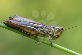 brown  grasshopper chorthippus brunneus in a green sprig 