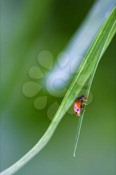 the side of  wild red ladybug coccinellidae anatis ocellata coleoptera on a grass 