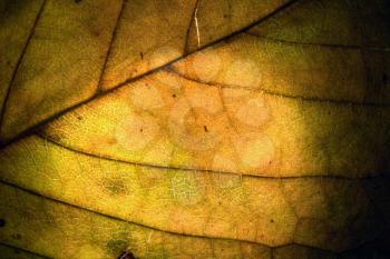  macro close up abstract of a green yellow  leaf and his veins in the light background