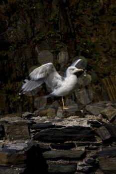 the side of sea gull  in the rock of riomaggiore italy
