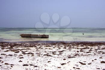 bird in the  blue lagoon relax  of zanzibar  africa coastline boat pirague
