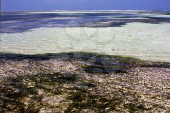 coastline froth foam  in the  blue lagoon relax  of zanzibar africa
