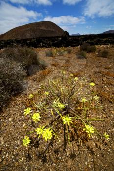 timanfaya vulcanic  rock stone sky  hill and summer in los volcanes lanzarote spain plant flower bush