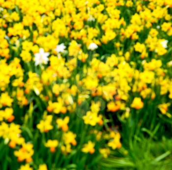 purple  in london yellow flower field nature and spring