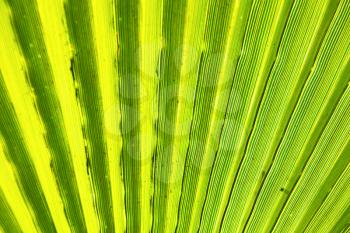 abstract green leaf in the light and shadow morocco africa