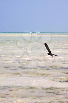 coastline  bird in the  blue lagoon relax  of zanzibar  africa 
