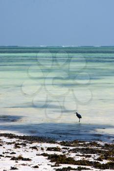 
bird and seaweed in the  blue lagoon relax  of zanzibar africa