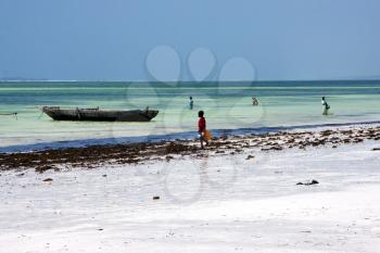 boat people and seaweed in the  blue lagoon relax  of zanzibar africa