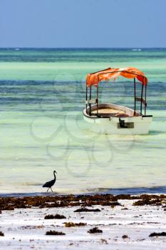 boat pirague bird in the  blue lagoon relax  of zanzibar  africa coastline 