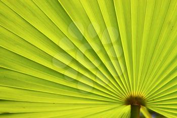 green texture of a palm in the isle bahamas