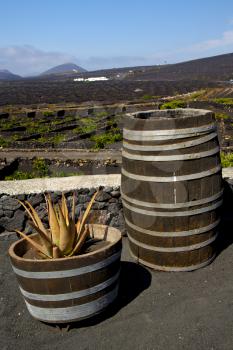cactus  home viticulture  winery lanzarote spain la geria vine screw grapes wall crops  cultivation barrel
