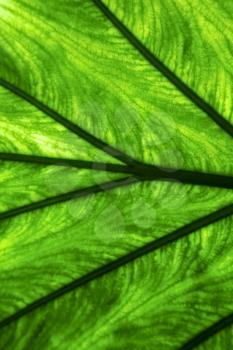 abstract  background  macro close up of a  green  black   leaf and his veins in the light 

