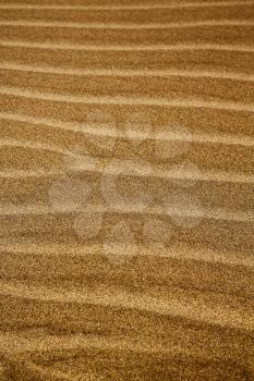 in lanzarote  spain texture abstract of a  dry sand and the beach 
