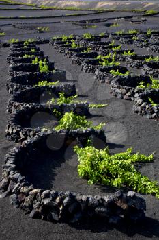 grapes cultivation  viticulture  winery lanzarote spain la geria vine screw wall crops  
