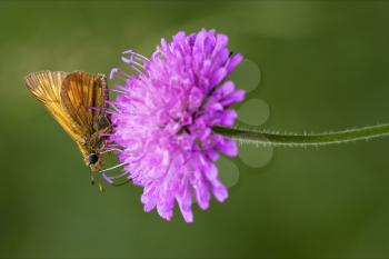  little orange butterfly resting in a pink flower and green