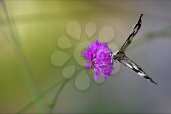  little white butterfly resting in a pink flower and green