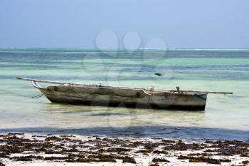 bird in the  blue lagoon relax  of zanzibar  africa coastline boat pirague