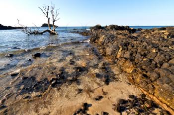  dead tree andilana beach seaweed in indian ocean madagascar     sand isle  sky and rock 