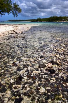 blue bay foam footstep indian ocean some stone in the island of deus cocos in mauritius 
