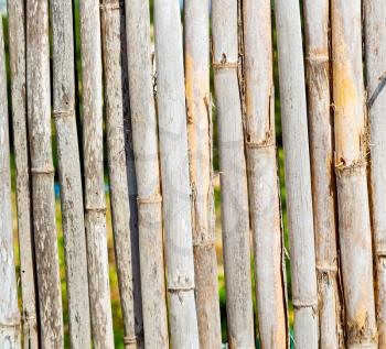 background     texture bamboo wood and plant in the abstract 