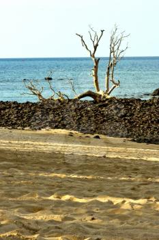  dead tree andilana beach seaweed in indian ocean madagascar     sand isle  sky and rock 