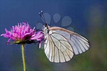  little white butterfly resting in a pink flower and sky