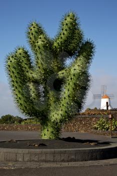 plastic cactus windmills in  isle of lanzarote africa spain   and the sky 
