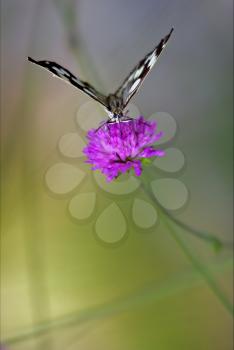  little white butterfly resting in a pink flower facade