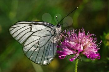 little white butterfly resting in a pink flower and green