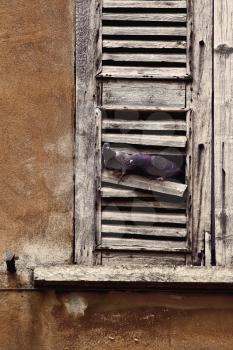 window pigeons and the city in mantova italy 