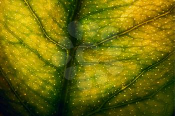 abstract macro close up of a green yellow  leaf and his veins in the light background