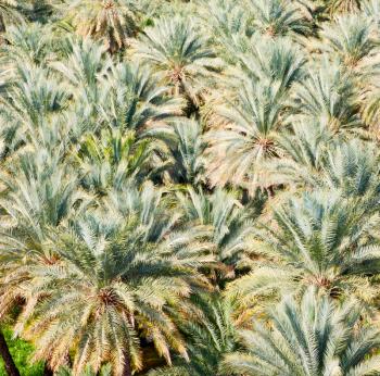 and the cultivation of palm fruit from high in oman garden 