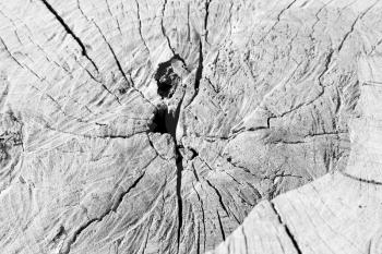 abstract texture of a aged cracked tree trunk and background