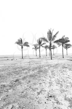 near sandy beach sky  palm     in oman arabic sea  the hill 

