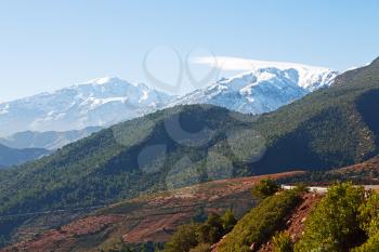 bush in todra gorge morocco africa and    snow