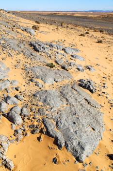  old fossil in the desert of morocco sahara and rock  stone sky