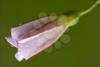 macro close up of a green pink liliacee  background  leguminose