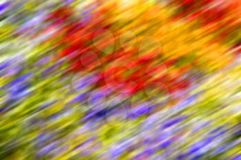 blur in the spring colors   flowers and   garden 