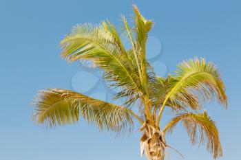 and the clear sky in oman the palm 
