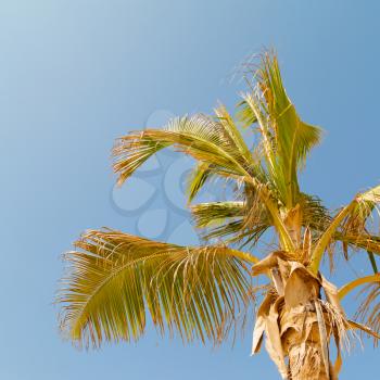 and the clear sky in oman the palm 