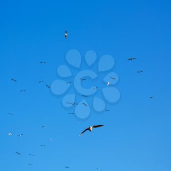 and free group of birds in oman the sky 