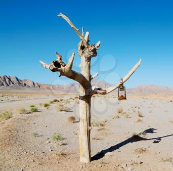in iran old dead tree in the empty desert of persia lamp oil on branch