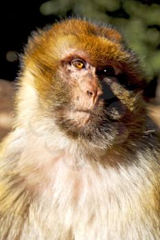 
africa in morocco cedar forest the primitive  monkey animal wildlife