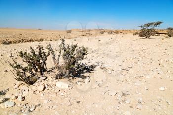 the empty quarter  and outdoor    sand   dune in oman old desert rub   al khali 