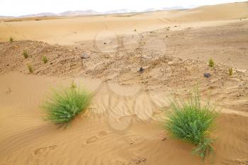 palm in the  desert oasi morocco sahara africa dune