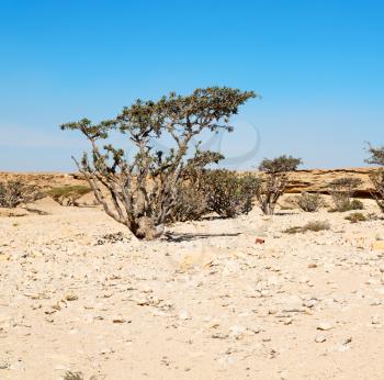 the empty quarter  and outdoor    sand   dune in oman old desert rub   al khali 