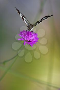 
 little white butterfly resting in a pink flower facade
