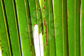    abstract  thailand in the light  leaf and his veins background  of a  green  white 