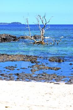 beautiful andilana beach seaweed in indian ocean madagascar mountain   sand isle  sky and rock  